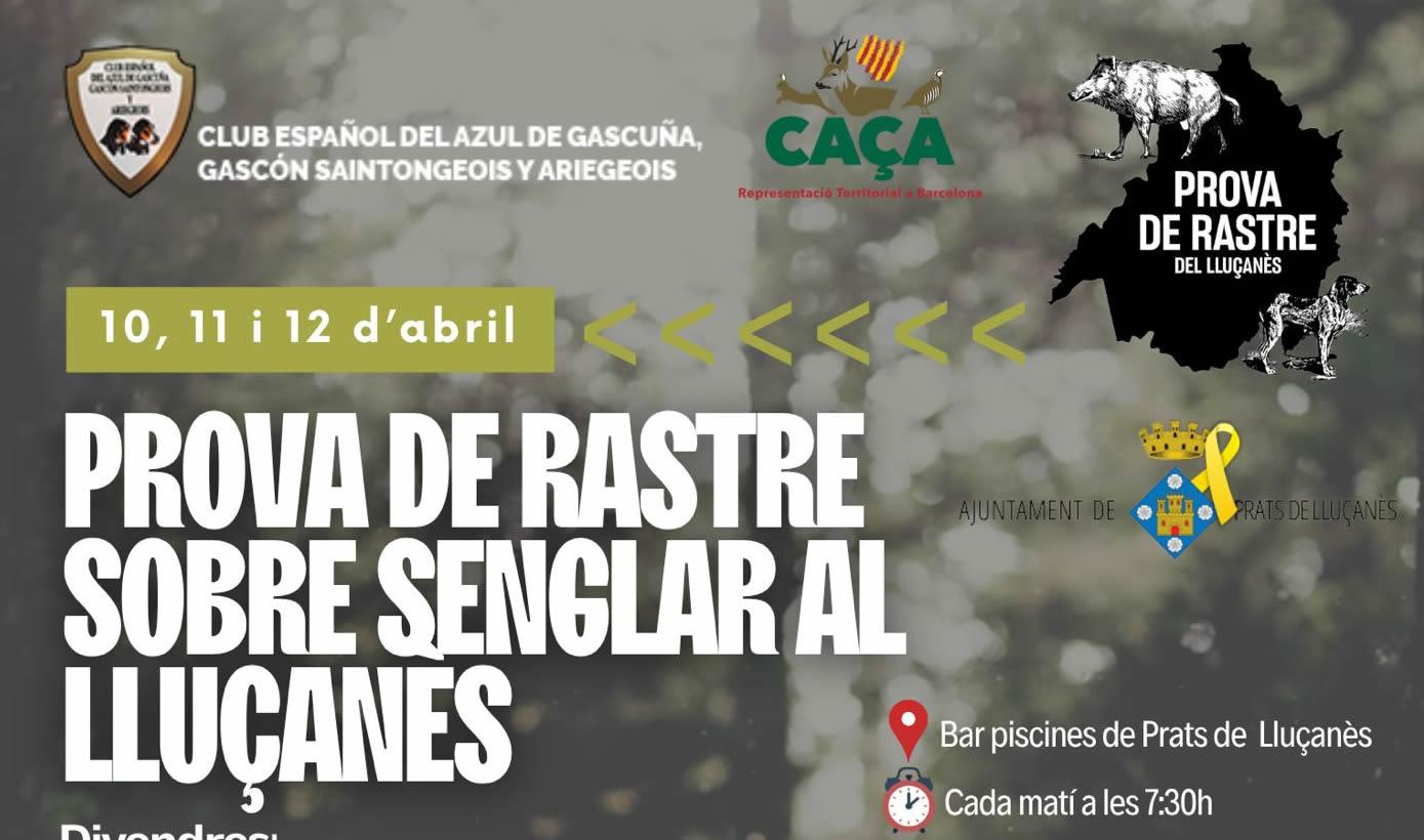 Prova de Rastre sobre Senglar al Lluçanes